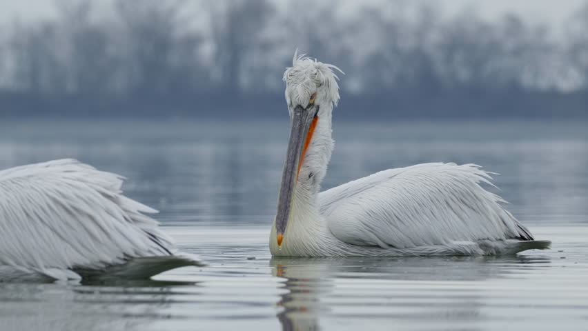Dalmatian Pelican with Red Beak Moves Behind Flock in Winter Lake Kerkini
