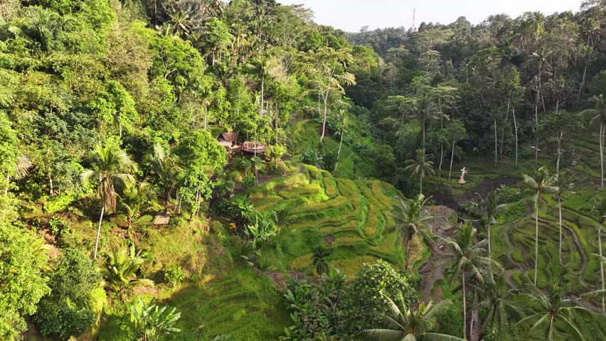 Rice terraces in Ubud, Bali. Drone flyover lush green fields with tropical background.