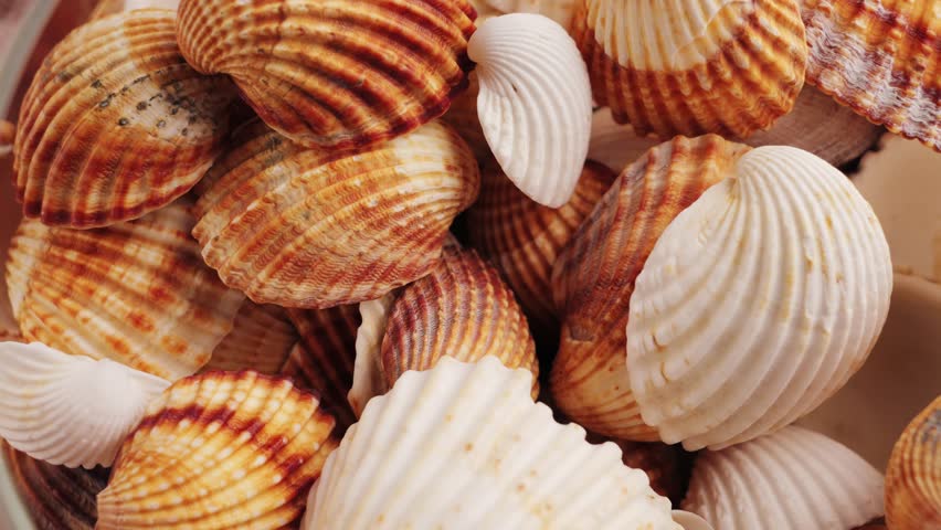 Assortment of natural sea shells with diverse textures in the aquarium. Home decor item. High quality 4k footage