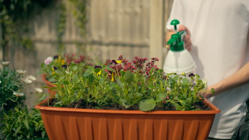Teenage boy spraying rectangular flower pot in backyard with handheld sprayer filled with pesticides and herbicides. Young male using manual pump sprayer to apply chemical mist on outdoor garden