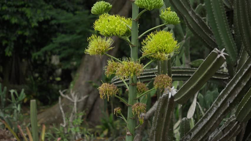 Goldenflower century plant blooming tall beside cactus in lush green nature setting