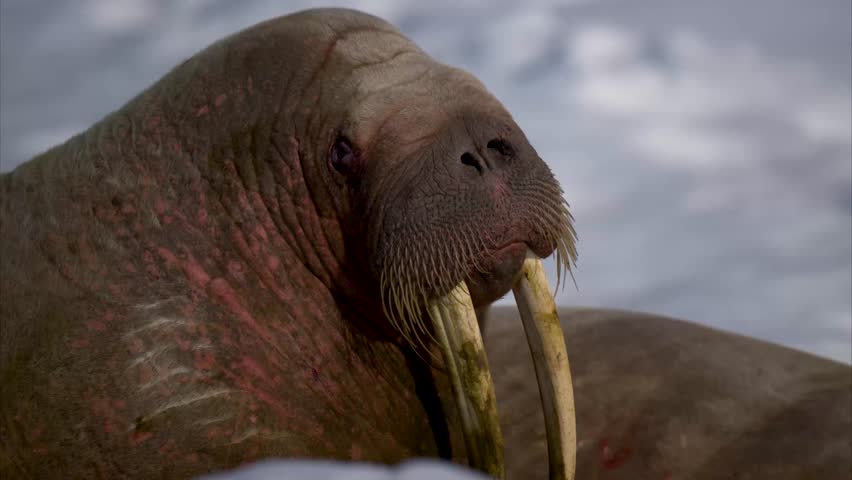 Male Walrus is trying to get some sleep on the back of its friend.