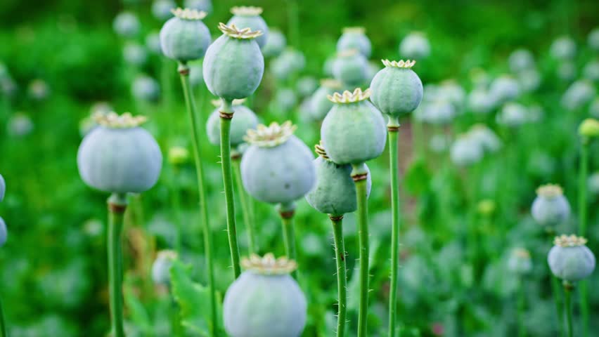Unripe opium poppy heads spreading across agricultural landscape, creating expansive green and blue gray hues under summer daylight with natural botanical detail and texture