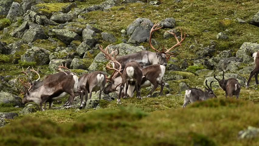 Small group of reindeer from larger herd walking across grassy, rocky terrain in early summer.