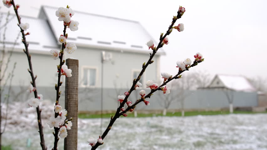 Trees bloom snow spring. Selective focus.