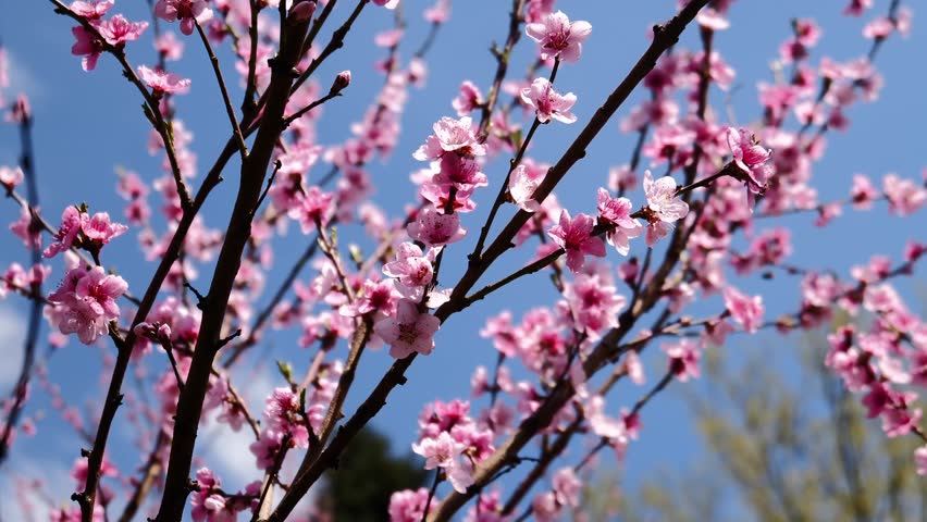 Beautifual Pink Peach Blossoms in a Gerden