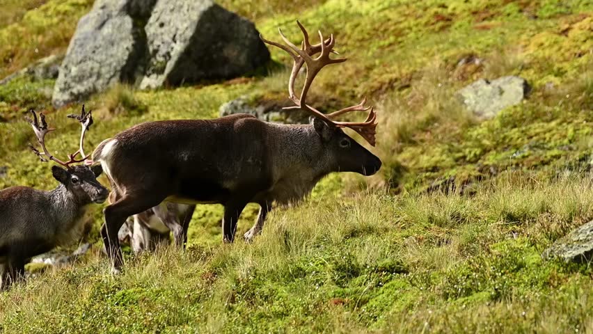 Huge bull reindeer walks slowly up Norwegian mountain, turns to camera, continues walking.