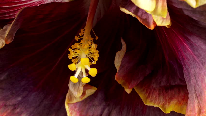 Hibiscus Flower Blooms. Bud Opens into a large Red Yellow Flower. Time Lapse of a Blooming Hibiscus Plant. Detailed Macro Timelapse of a Blossoming flower. Hibiscus Close Up