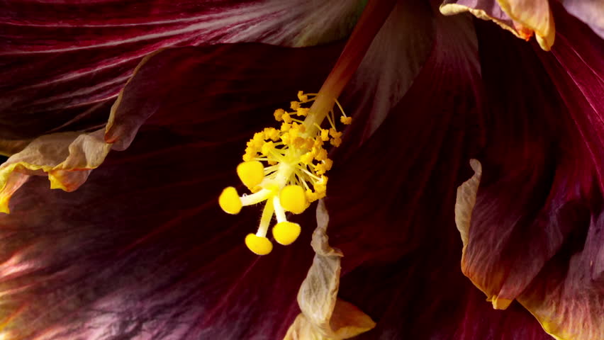 Hibiscus Flower Blooms. Bud Opens into a large Red Yellow Flower. Time Lapse of a Blooming Hibiscus Plant. Detailed Macro Timelapse of a Blossoming flower. Hibiscus Close Up