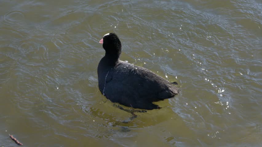Eurasian Coot (Fulica atra) shaking and washing its feathers in a lake. April, Kent, UK [Slow motion x5]
