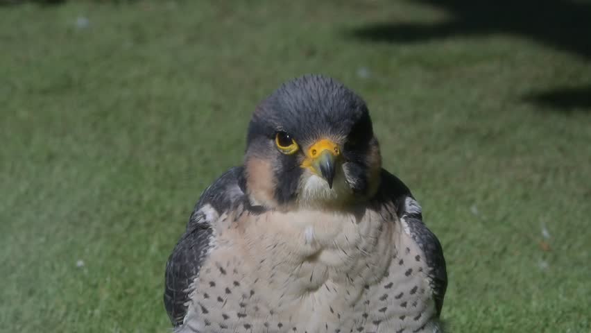 Peregrine Falcon (Falco peregrinus) male in closeup, yawning. Captive [Slow motion x5]