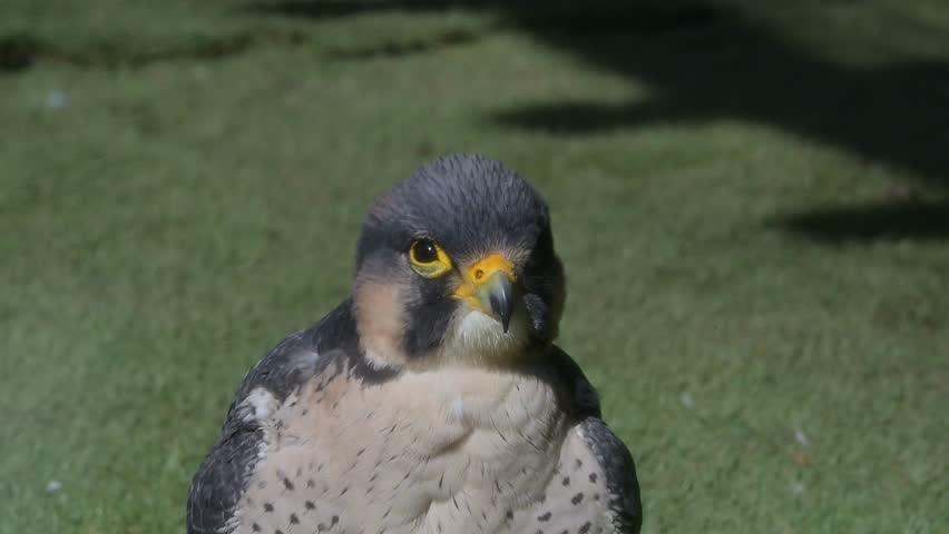 Peregrine Falcon (Falco peregrinus) male in closeup, preening its breast feathers. Captive [Half speed]