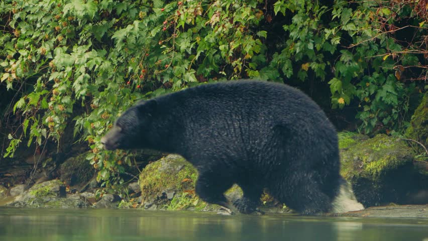 Black Bear Running and Hunting Salmon, Port Alberni, Vancouver Island, West Coast Canada