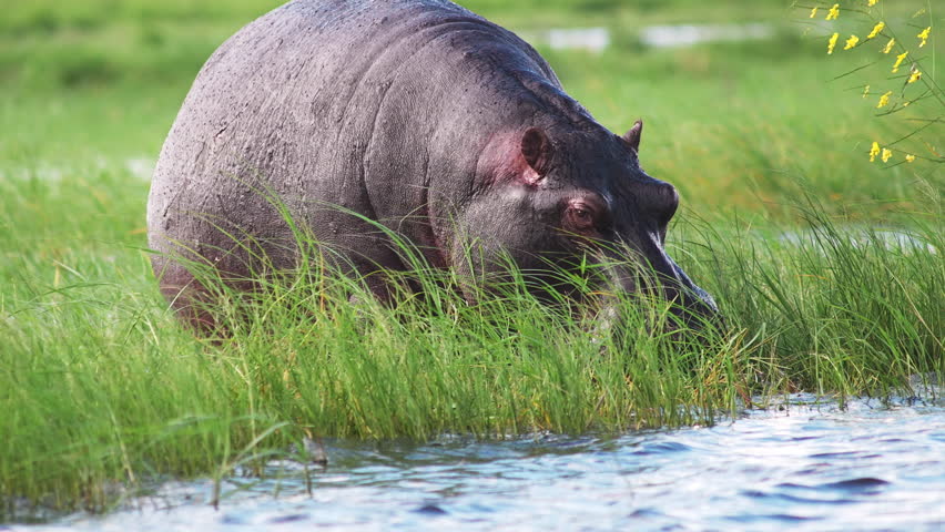 A Hippo Eats Grass Along the Zambezi River in Chobe National Park in Botswana, Africa.