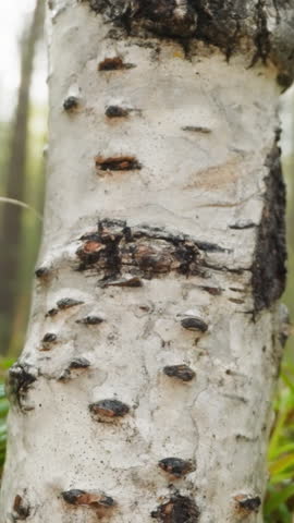 Birch with smooth white bark and black lenticels. Tall deciduous tree in middle of forest. Warm summer day in natural environment on blurred background