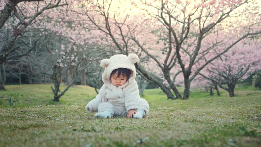 Cute asian baby girl in warm bear suit sitting under cherry blossoms or sakura blossoms in Japan Spring Garden, Spring fun for family with kids outdoors in a beautiful spring garden