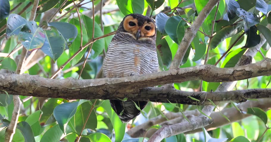 Spotted Wood-Owl perched on tree branch surrounded by lush green leaves, ideal for conservation campaigns or wildlife magazines. Detailed composition, vibrant forest backdrop.
