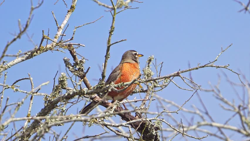 The bright red breast of a Robin is prominently featured as it sits at the very top of a bare tree in the soft morning light, calling out to a vibrant chorus of other birds. 