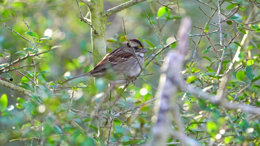 Watch this cute little White-throated Sparrow as it perches amongst the vibrant green leaves of a Yaupon Holly tree. T