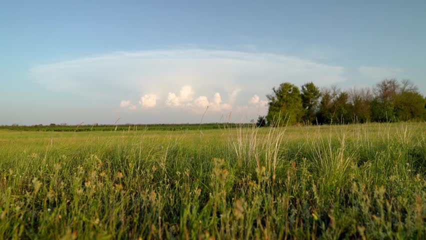 Swaying grass in nature park in summer. Beautiful green background of grass blowing in wind. Green grass blowing in wind. Summer landscape. Green sprouts on field against sky and clouds. Wild flowers