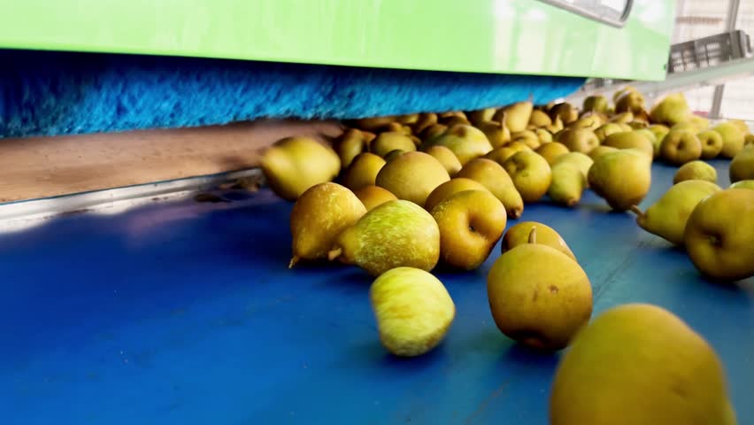 Large plastic crate slowly emptied onto conveyor belt with pears for quality control. Machine gently flipping crates to prevent fruit damage during unloading in fruit processing facility.