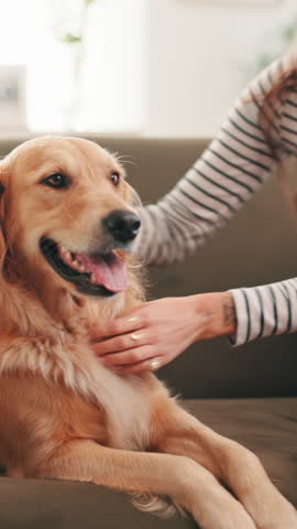 Golden retriever, woman and hug on sofa in home, smile or bonding in morning for love in living room. Girl, dog and pet animal on couch with embrace, touch or loyalty with care in lounge at apartment