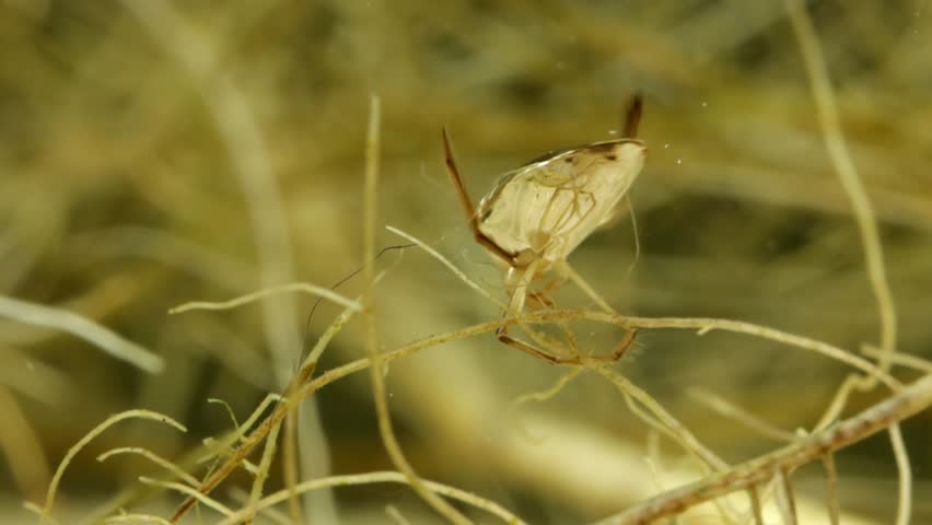 Adult Water Boatman (Sigara sp.) underwater in a pond, perched on dead vegetation and grooming itself, with the trapped ventral air bubble reflecting like a mirror, macro close-up. 