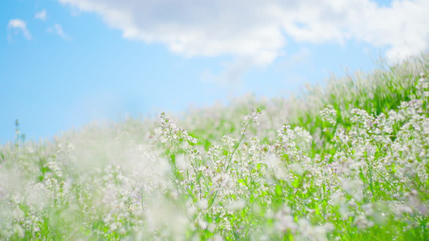 Japanese Wild Radish Flowers Swaying in Spring Wind