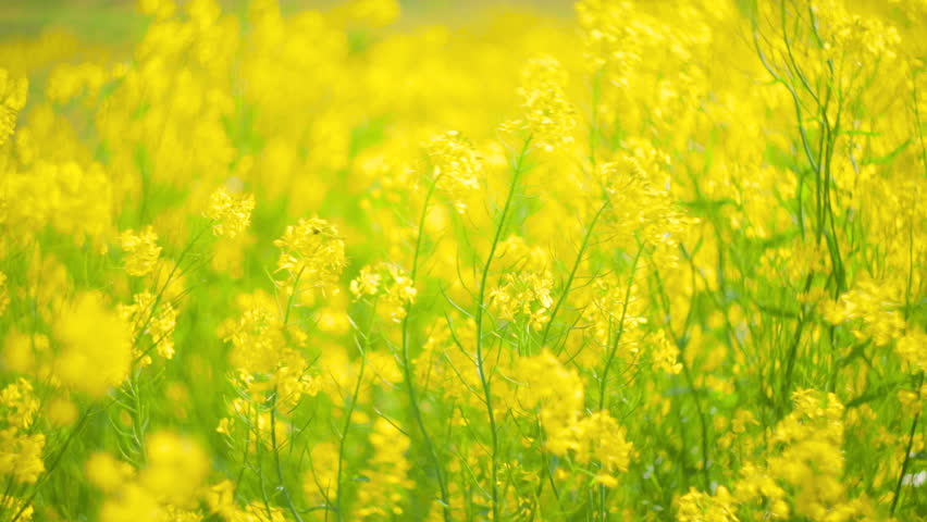 Close-Up Shot of Rape Blossoms Swaying in Wind