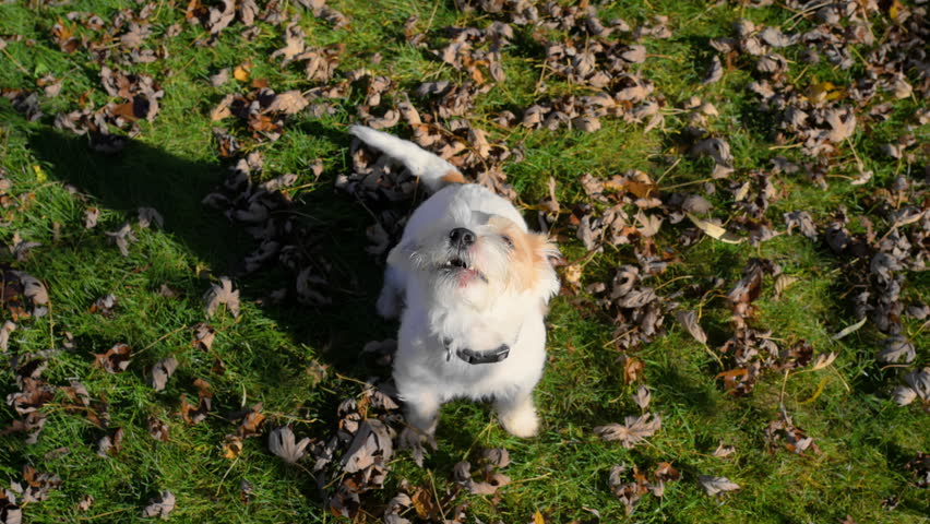 Small cute dog Jack Russell is barking impatiently demanding his toy at bright autumn day