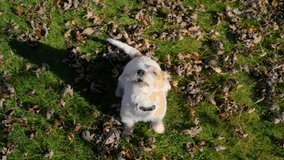 Small cute dog Jack Russell is barking impatiently demanding his toy at bright autumn day - Powered by Shutterstock - Get 15% off with code: PIKWIZARD15
