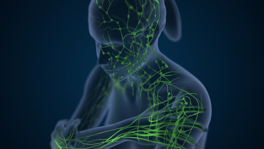 Lymphatic Vessels Circulating Immune Defense Fluid
