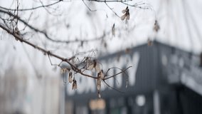 Dry maple seeds hanging from a tree branch are swinging in the wind. Action - Powered by Shutterstock - Get 15% off with code: PIKWIZARD15