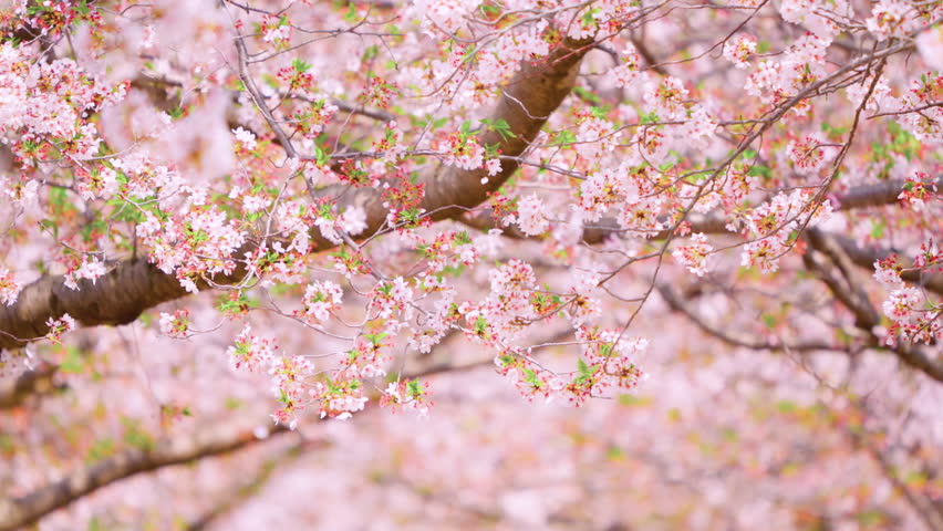 Cherry Blossoms, Cherry Blossom Petals Flying in Spring Wind