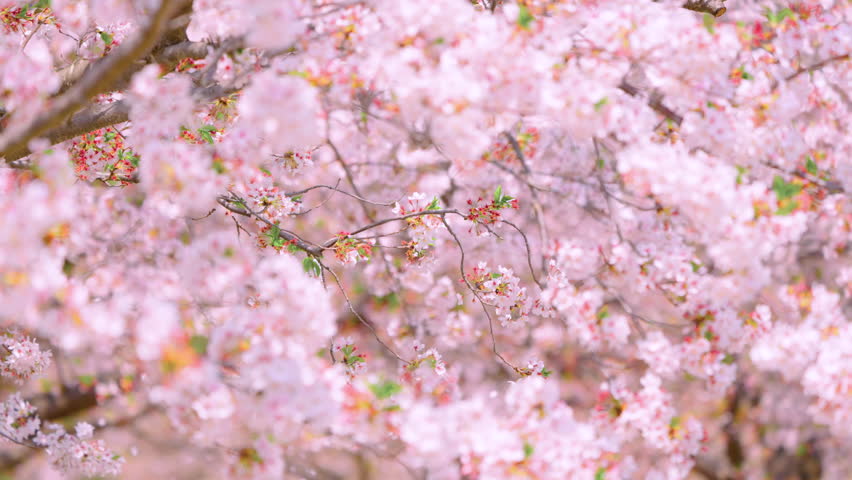 Cherry Blossoms, Cherry Blossom Petals Flying in Spring Wind
