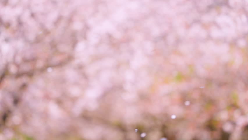 Cherry Blossoms, Cherry Blossom Petals Flying in Spring Wind