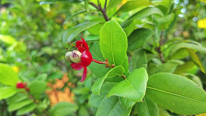 
bushy leafy branches plant of the ochna serrulata flowers.