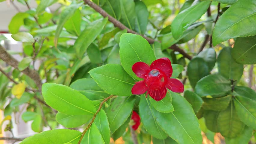 
bushy leafy branches plant of the ochna serrulata flowers.