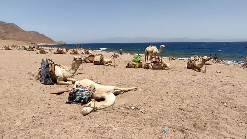 Group of camels with colorful saddles lying on hot desert shore by the water, under bright sun with clear blue sky and distant rocky hills