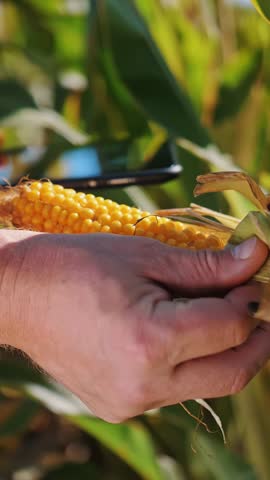 Corn plantation. close-up. Farmer inspects quality, ripeness of corn, using digital tablet, examines corn crop before harvesting. Agribusiness. Corn farm. Harvest time.