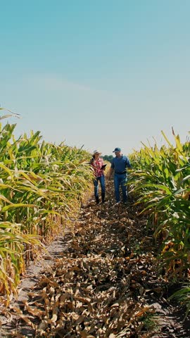 Corn plantation. cornfield. Two farmers, with digital tablet, walking through corn field, between green corn rows. Farmer with tablet. Agribusiness. Corn farm. Harvest time.