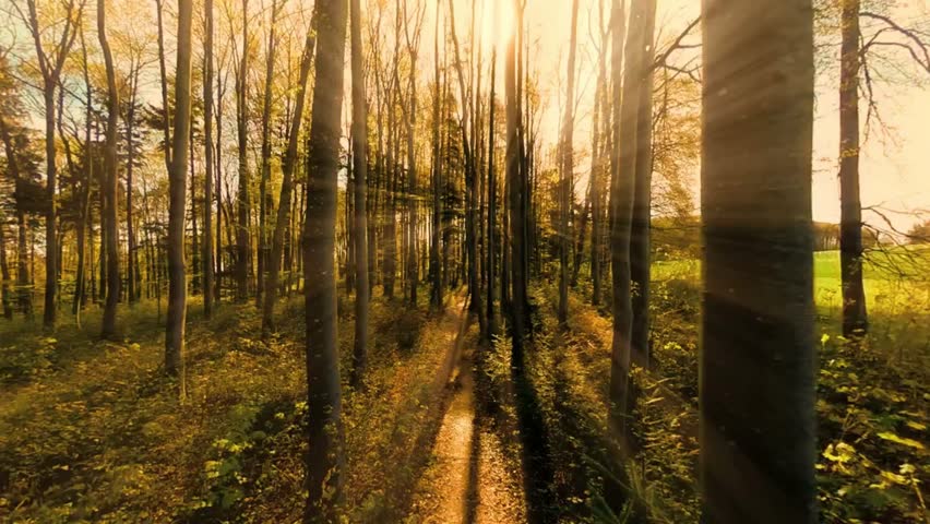 A sunlit path winds through a vibrant autumn forest, bathed in the warm glow of the setting sun.