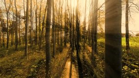 A sunlit path winds through a vibrant autumn forest, bathed in the warm glow of the setting sun. - Powered by Shutterstock - Get 15% off with code: PIKWIZARD15