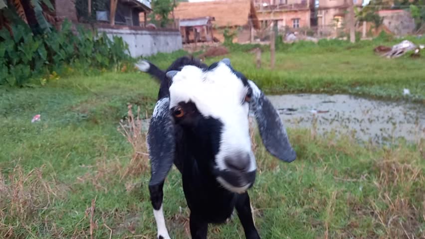 A goat with a horn, sitting on grass in an outdoor setting. It is a black and white mammal, commonly found on farms, enjoying the summer day in a field surrounded by plants.