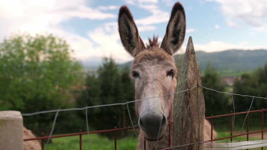 Friendly donkey making various funny faces behind a fence in a rural setting