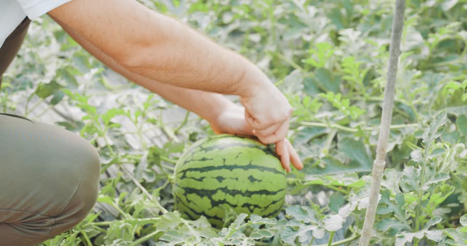 Farmer harvesting and cutting watermelon in greenhouse