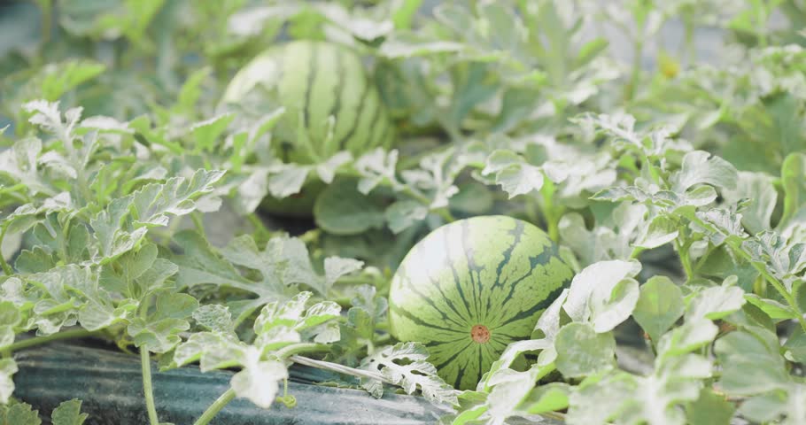 Growing watermelon in greenhouse: agriculture and farming