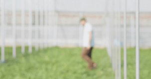 Farmer walking and inspecting watermelon plants in greenhouse - Powered by Shutterstock - Get 15% off with code: PIKWIZARD15