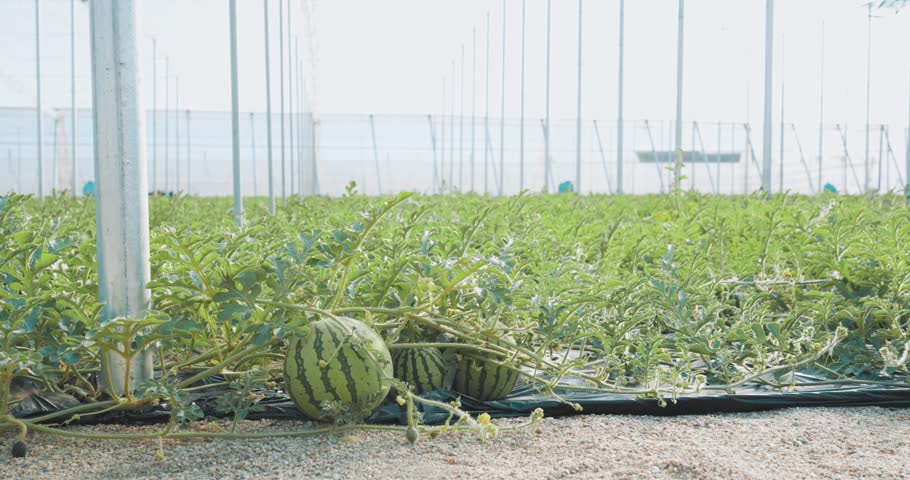 Watermelons growing in greenhouse: agriculture and farming