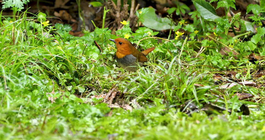 Japanese robin(Larvivora akahige),male bird foraging in a green grass field